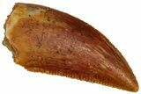 Serrated Raptor Tooth - Real Dinosaur Tooth #298192-1